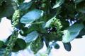 Sea Grape
